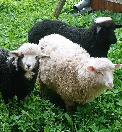 Guest house колорит Mykulychyn